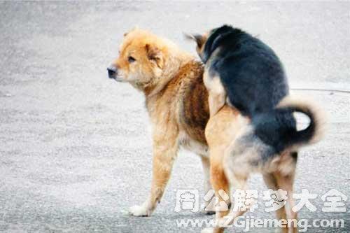 梦见两狗相交是吉是祸