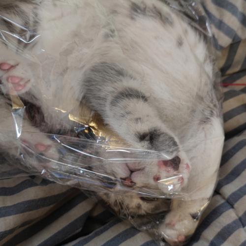 梦见猫咪死了 怀孕梦见猫咪死了