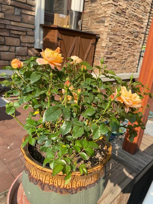家中养月季花风水好吗