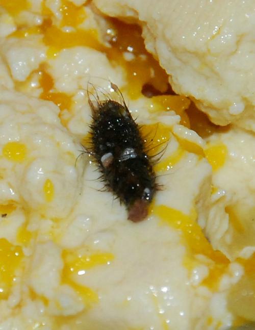 梦见吃饭吃出虫子代表什么?成功无障碍