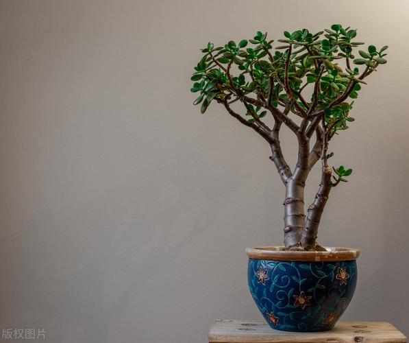 家里庭院种什么植物爱情风水好