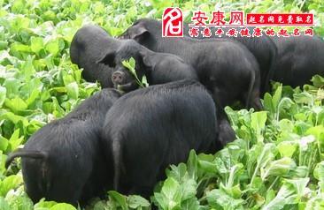 梦见一群黑猪是什么意思