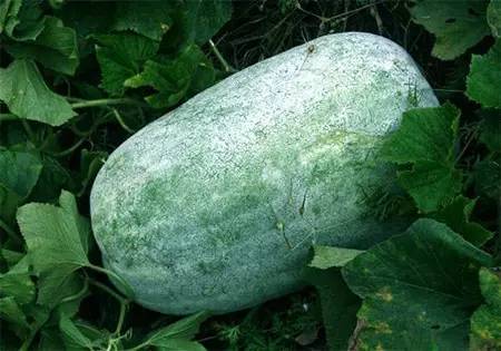 梦见瓜菜是什么预兆