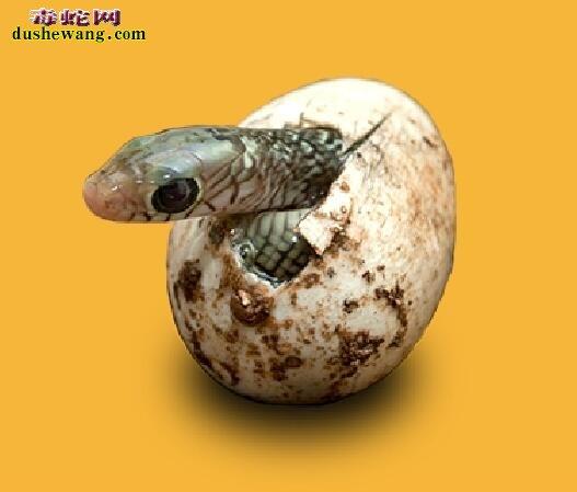 梦见蛇蛋孵蛇