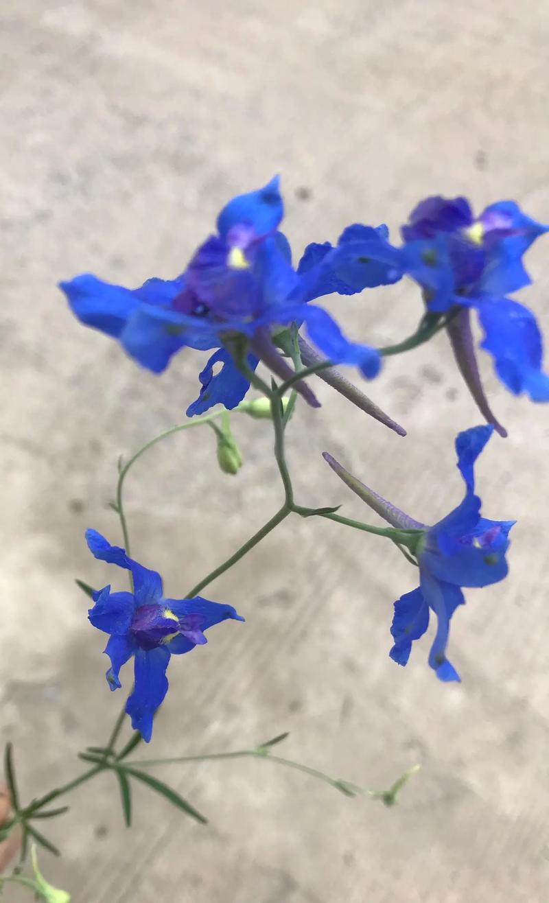 不同颜色的翠雀花花语