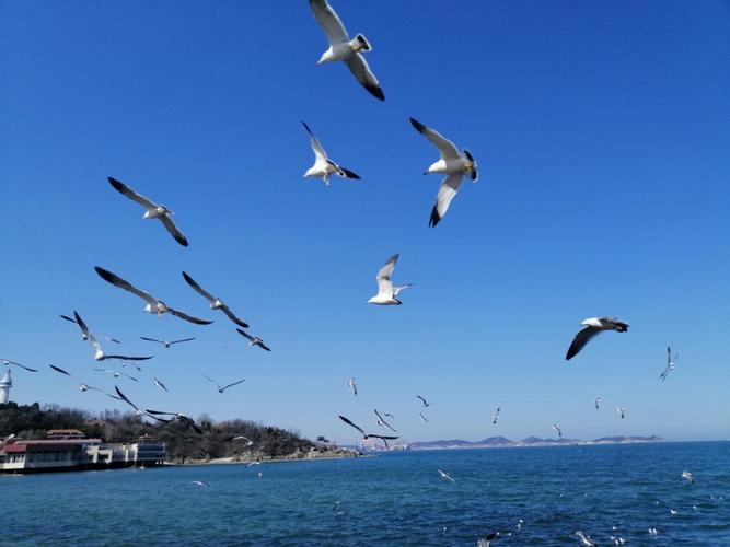 梦见海鸥 梦见海鸥在飞翔