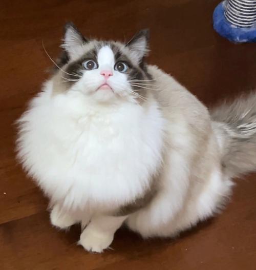 猫咪的名字独特一点