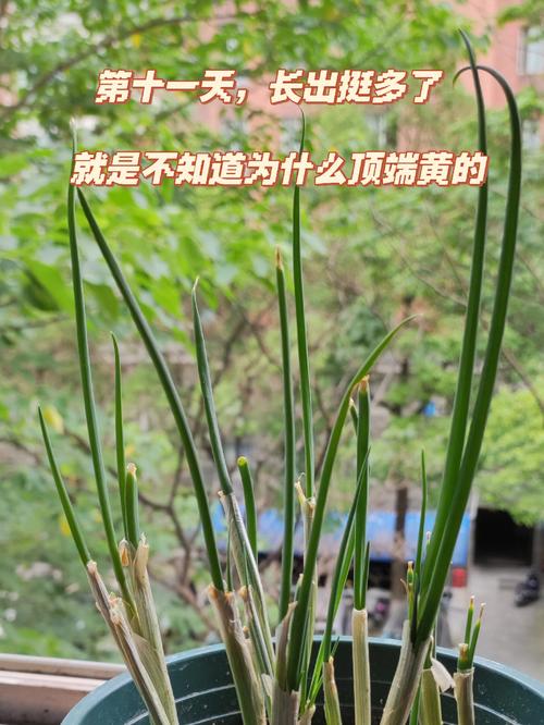 结婚的时候盆里面为什么放大葱