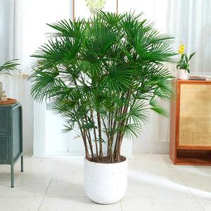 植物风水:办公室放棕竹的风水好不好