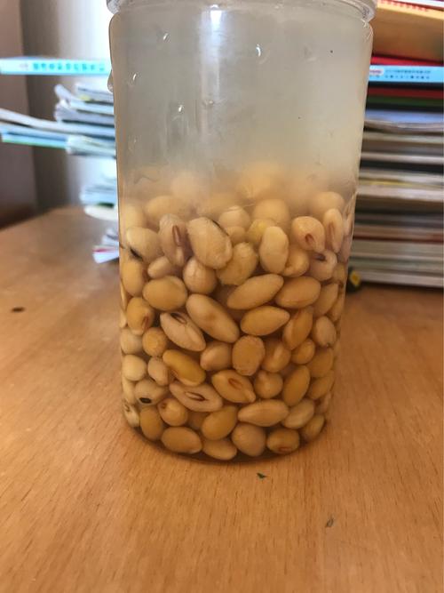 10月4日开始 10月4日开始泡黄豆