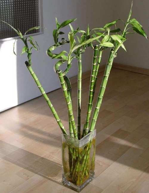 家庭办公室适合摆放哪些风水植物?有哪些注意事项?