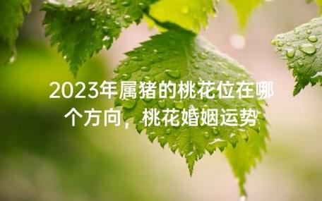 属猪的桃花运在哪年