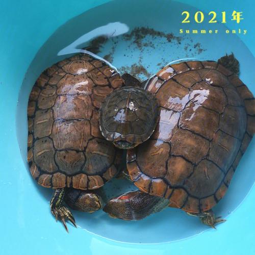 梦见乌龟叫