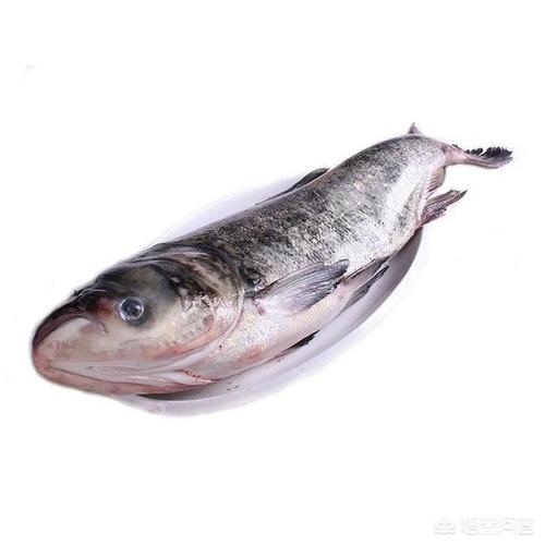 梦见白鲢鱼是什么意思