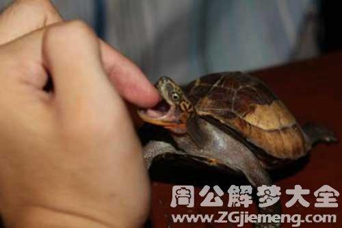 梦见龟咬食指 梦见乌龟咬食指手指头是什么意思