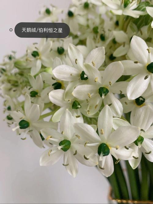 伯利恒之星花语