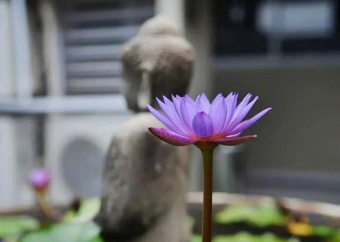 梦见自己身处险境又平安脱险有什么征兆