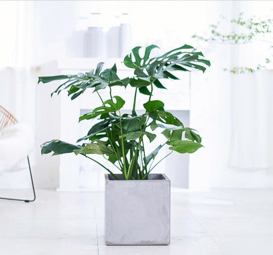 办公桌摆放什么风水植物好
