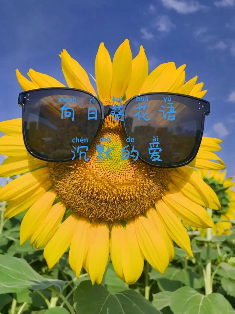 向日葵花语,向日葵花花语是什么