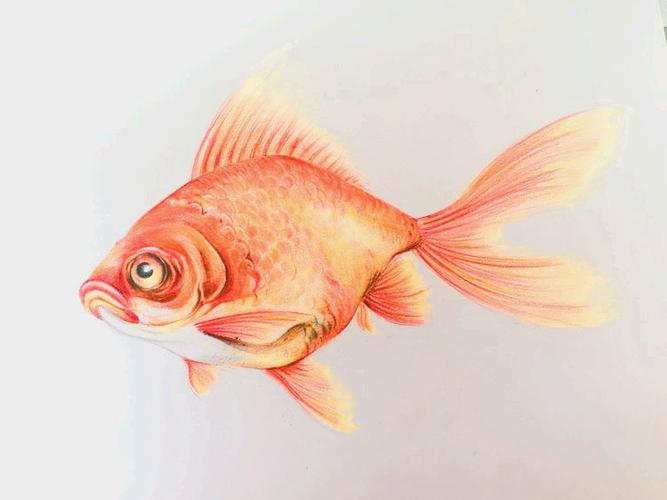 梦见画里鱼 梦见画里鱼缸