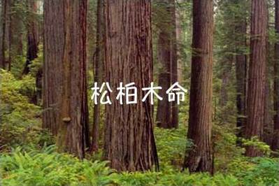 松柏木命是什么意思