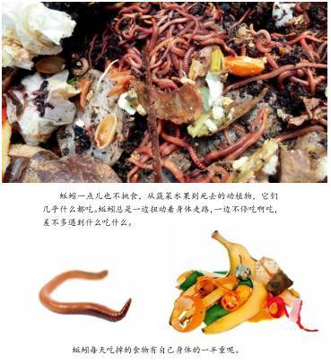 梦见吃蚯蚓是什么预兆