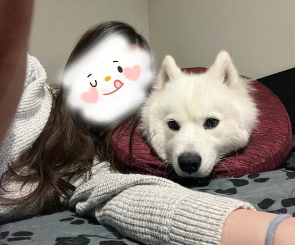梦见自己抱着狗是什么意思