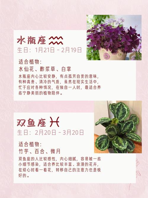 十二星座的守护花