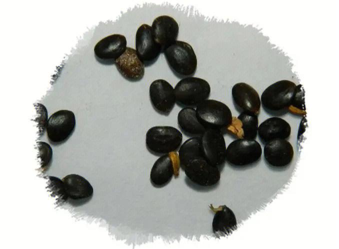 梦见豆荚好不好