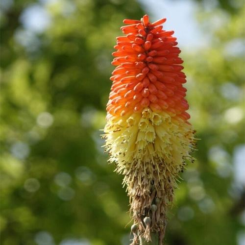 火炬花花语:热情、光明、有干劲,思念之苦