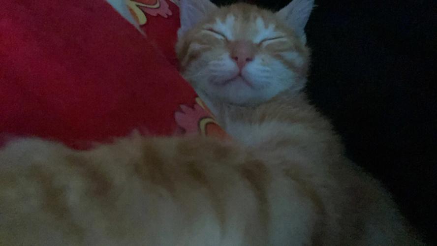 女人梦见猫对我笑