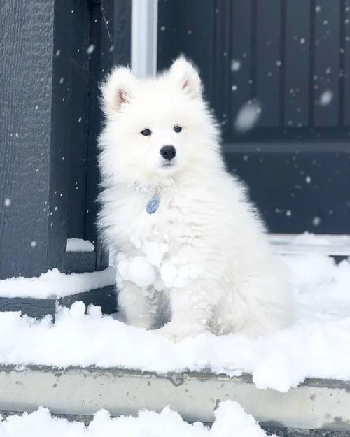 梦见雪地白狗