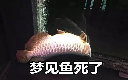 梦见放生鱼死了
