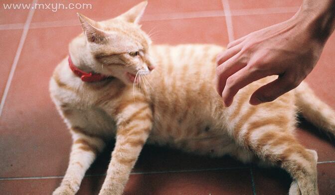 梦见捉猫是什么意思