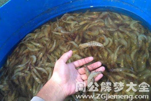 梦见别人捉虾
