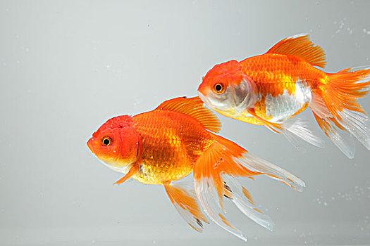 梦见两条金鱼是什么意思