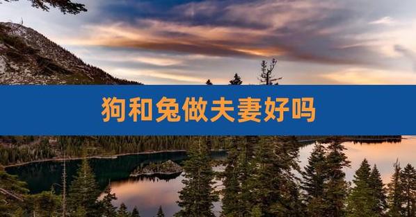 狗兔配的姻缘怎么样