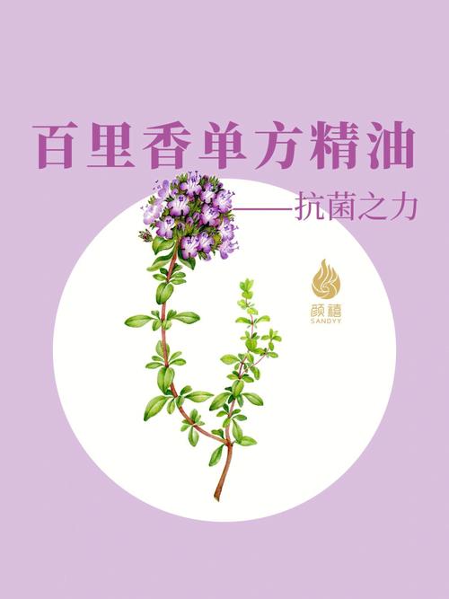 百里香的花语是什么?