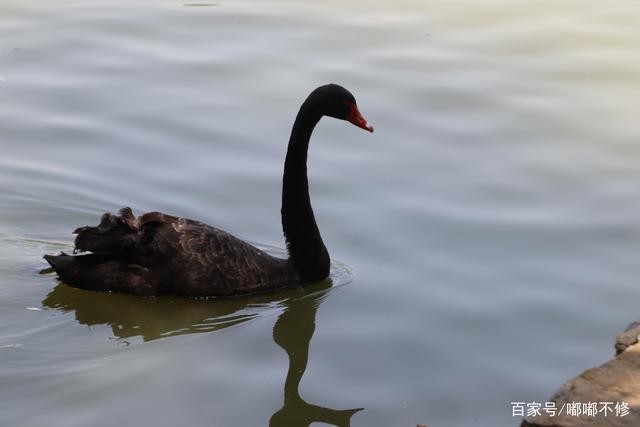 梦见天鹅在水里游是什么意思