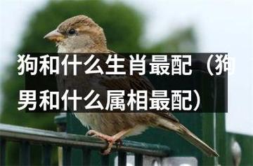 和生肖狗正确的交流方法是什么