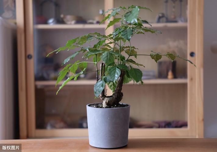 新房子放什么植物风水好