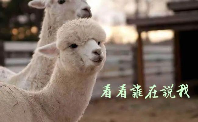 紫微斗数看你适合养什么动物