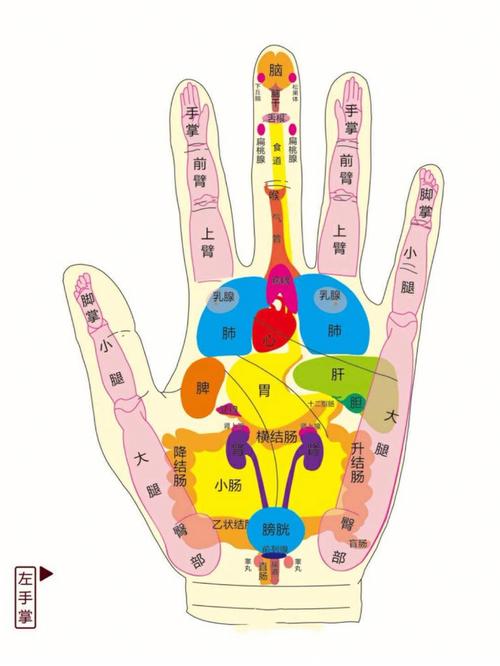 与五脏六腑息息相关的手掌代表的器官