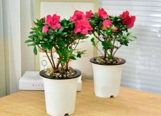 风水学说:杜鹃花能在办公室养吗?