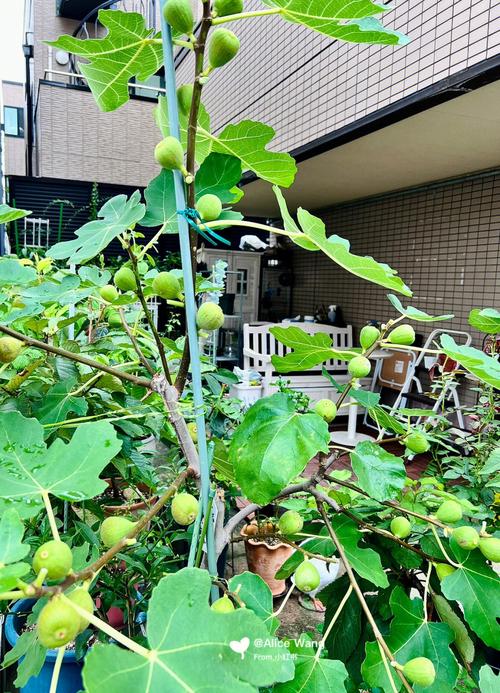 梦见无花果树怎么回事