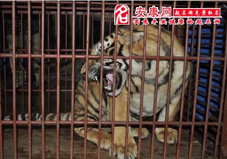 梦见老虎关在笼子里会发生什么事情?