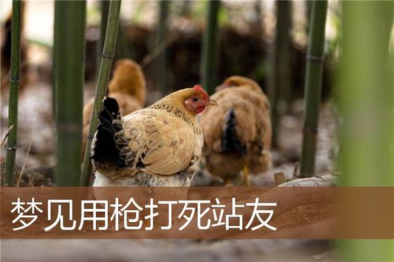 梦见开枪打死动物