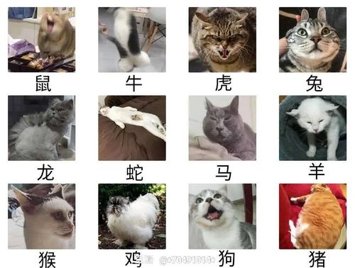 十二生肖为什么悲伤会放弃治疗