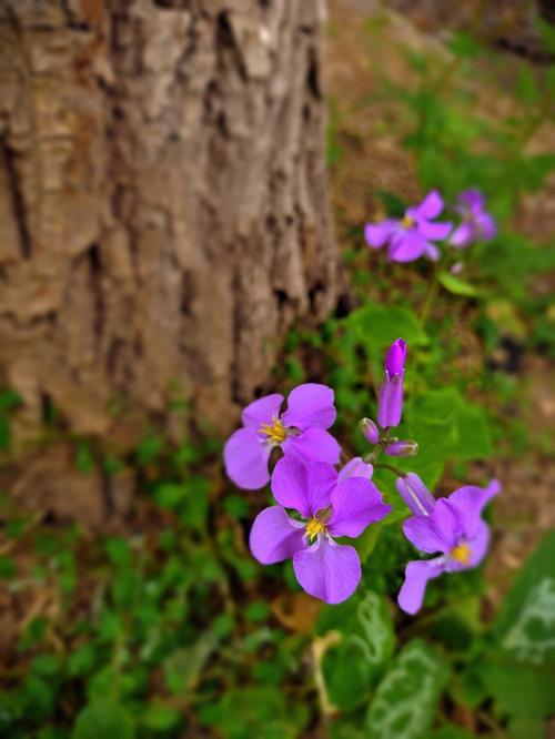 梦见紫花