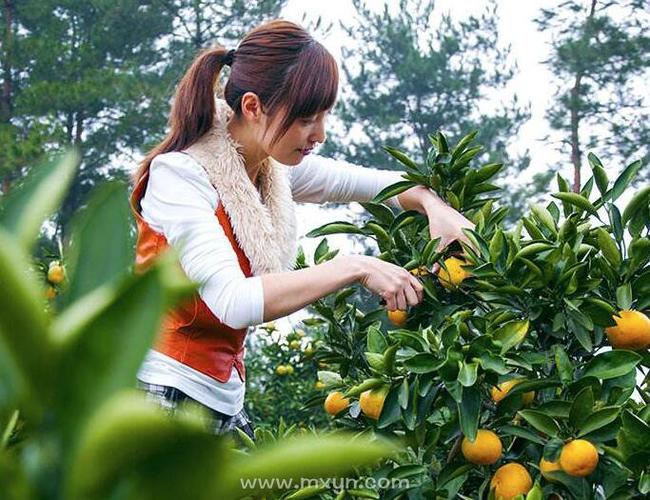 梦见别人在采橘子